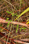 Coastal plain angelica